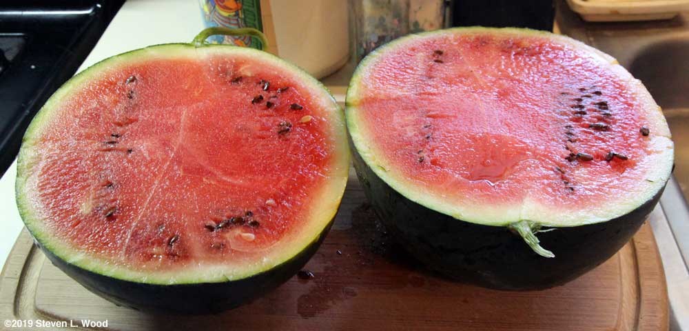 Blacktail Mountain watermelon