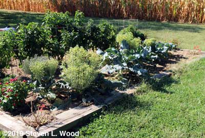 Goliath broccoli in bloom