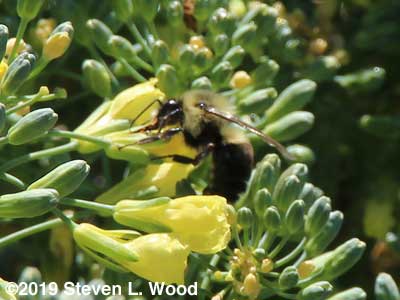 Bumblebee on broccoli blooms