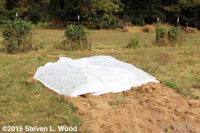 Hill of cantaloupes covered