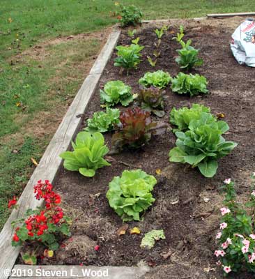 Fall lettuce