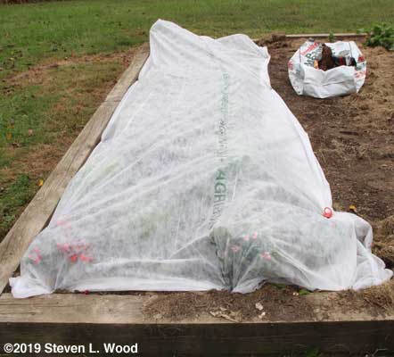 Lettuce covered with Agribon AG-19