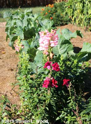 Snapdragons and cauliflower