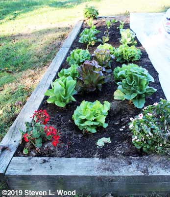 Lettuce uncovered