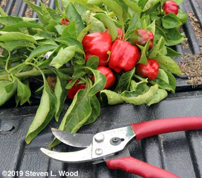 Dwarfed peppers