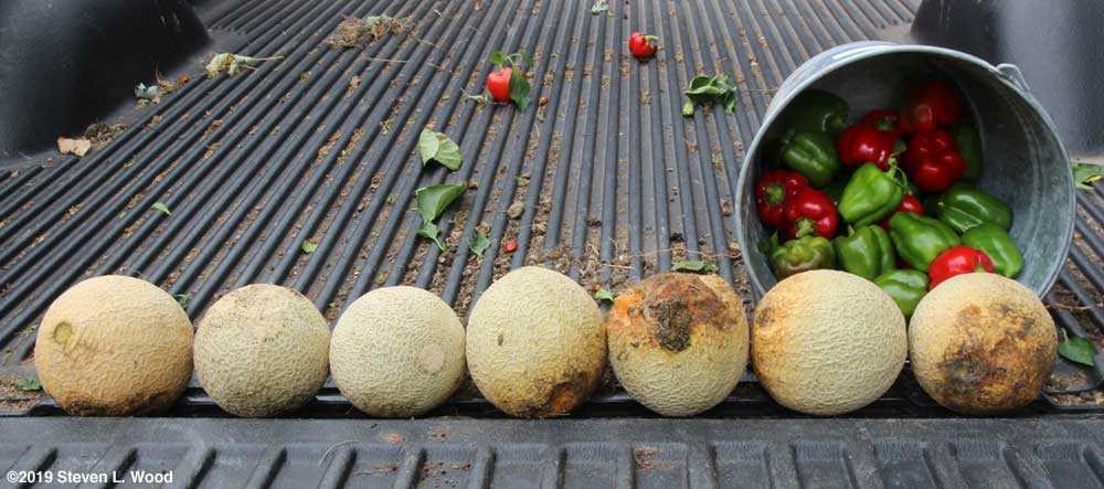 Sugar Cube melons and dwarfed peppers