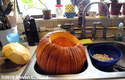 Cleaning pumpkin in kitchen sink
