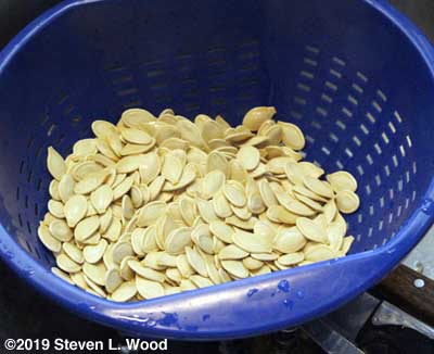 Pumpkin seeds saved from one pumpkin