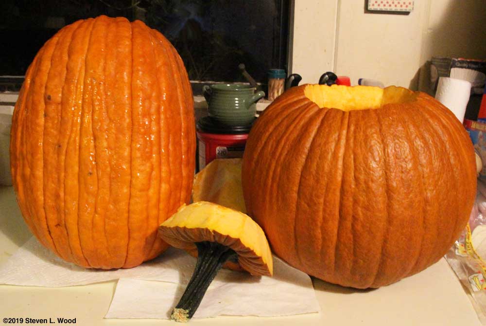 Tallest and heaviest pumpkins of the season