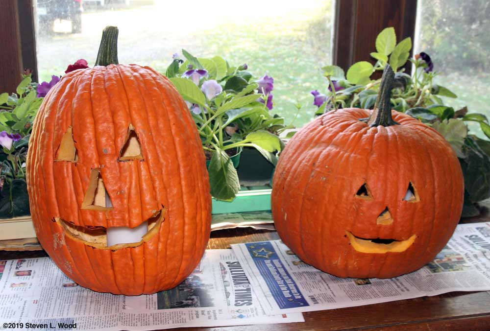 Pumpkins carved