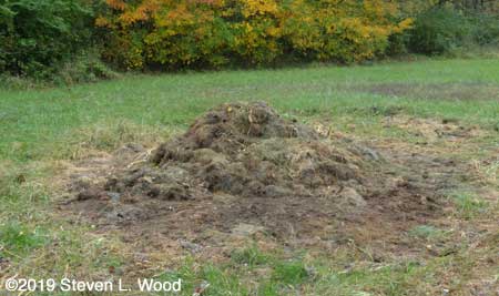 New compost pile