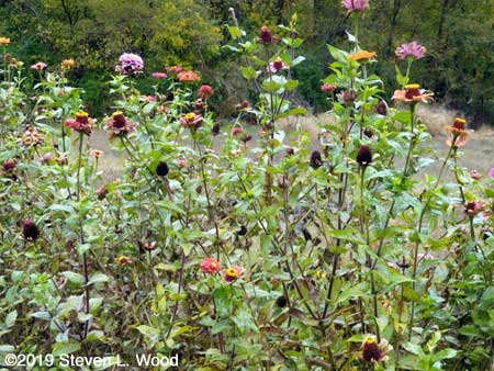 Zinnias ready for seed saving