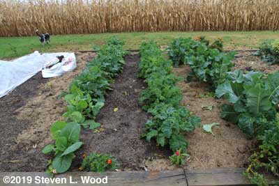Our kale rows before picking