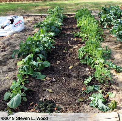 Kale rows