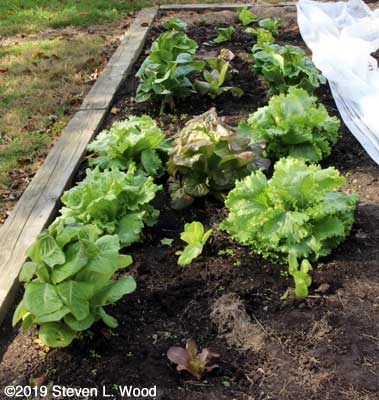 Fall lettuce