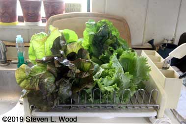 Lettuce drying