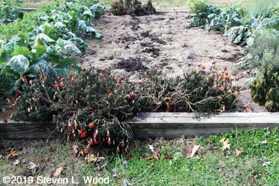 Dead marigold plants