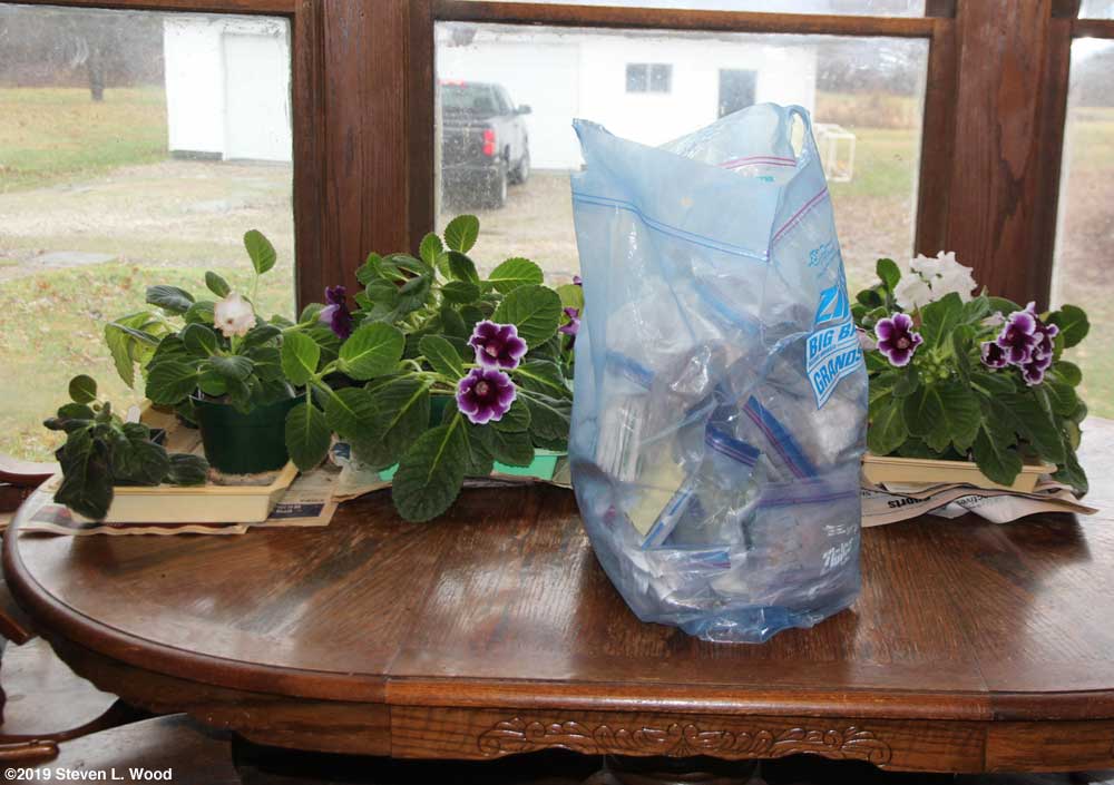 Saved seed bag and gloxinias on dining room table