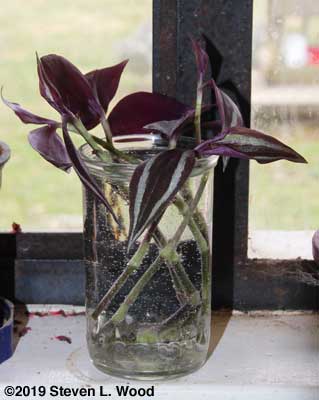 Wandering Jew cuttings in glass of water