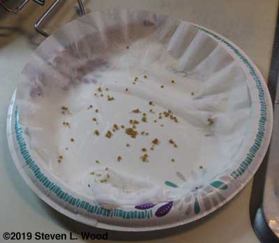 Seed laid out to dry on paper plate covered with a coffee filter