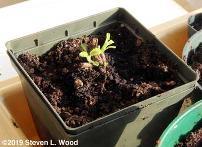 Sage plant putting on new growth