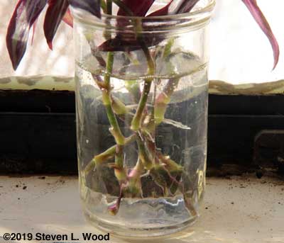 Wandering Jew cuttings putting out roots