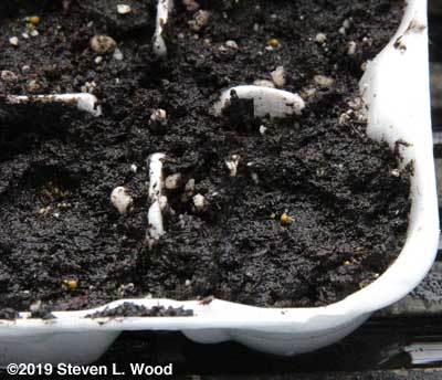 Tiny petunia pellets visible