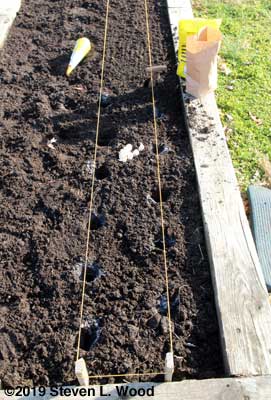Digging holes for garlic with dibble