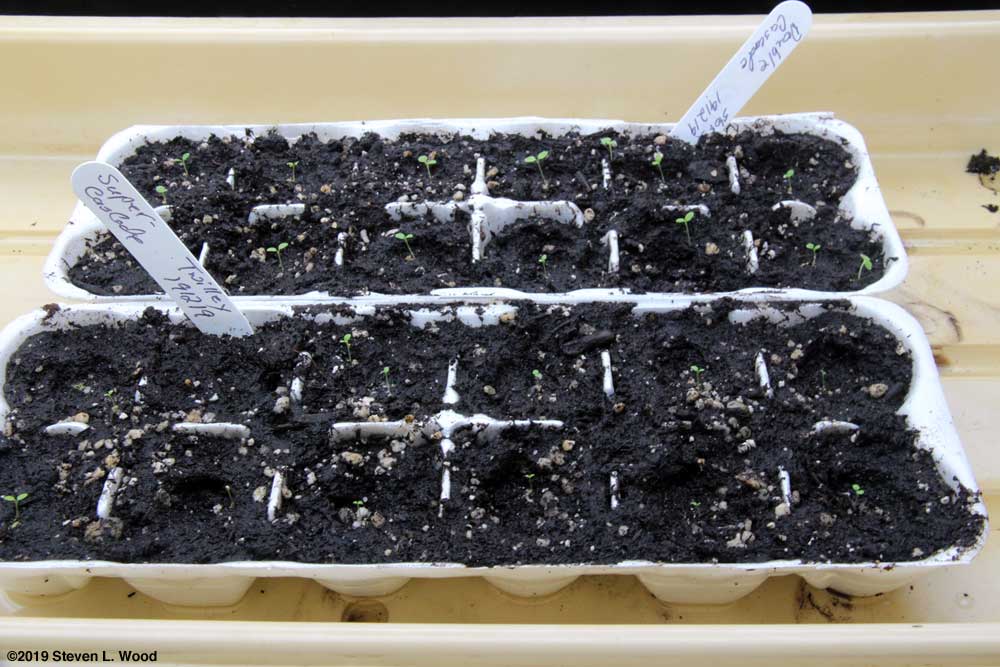 Petunias up