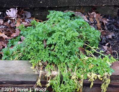 Parsley plant still alive
