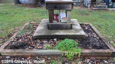 Parsley in herb bed