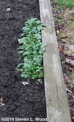 Abundant Bloomsdale spinach still growing