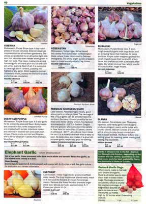 Territorial page 40 - beautiful garlic