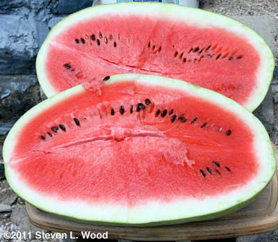 Ali Baba watermelon