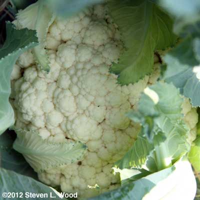 Cauliflower - Amazing