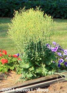 Crispino lettuce in bloom in 2014