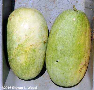 Ripe Ali Baba watermelons