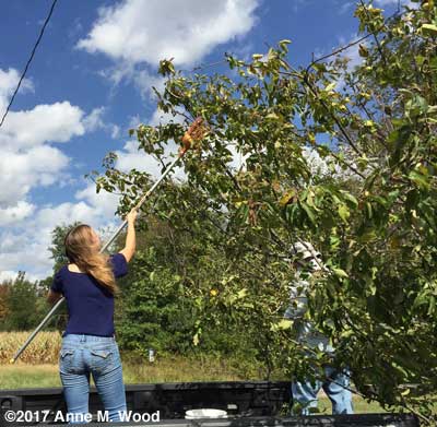 Katherine picking apples