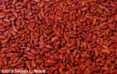 2019 kidney beans