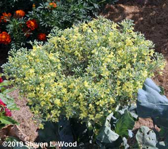Sun Devil lettuce in bloom in 2019