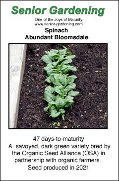 Abundant Bloomsdale spinach packet