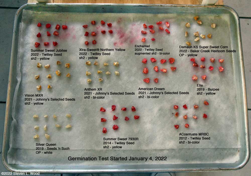 Sweet Corn Seed Germination Tet