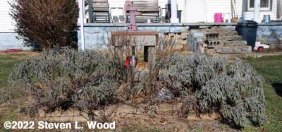 Sage before pruning