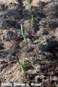 Elephant garlic in January
