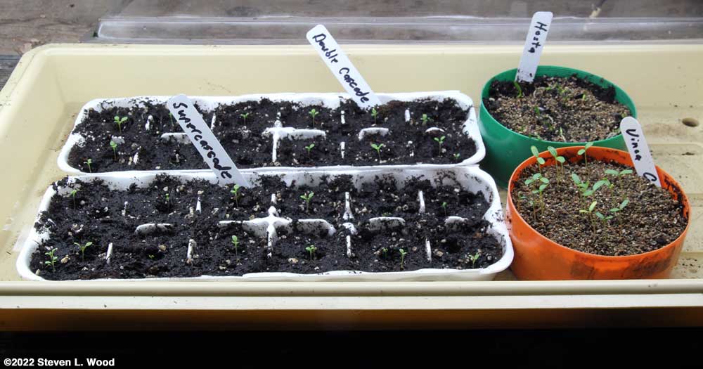 Seeds germinated