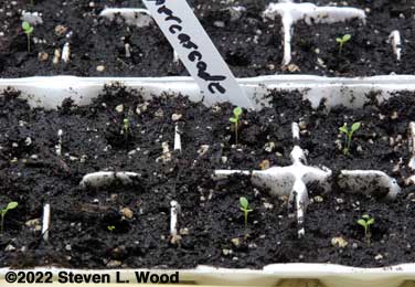 Tiny, tiny petunia plants