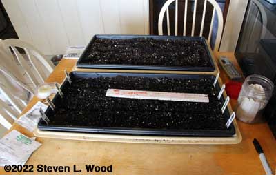 Trays filled with potting mix and rows labeled
