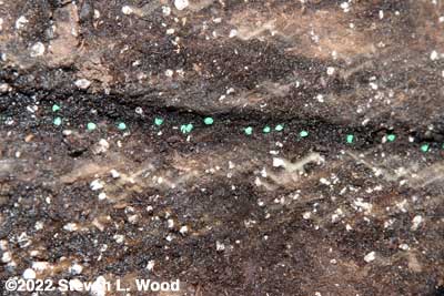Onion seed in furrow
