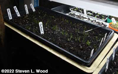 Red onions doing well