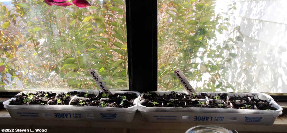 Egg carton petunias moved to kitchen windowsill